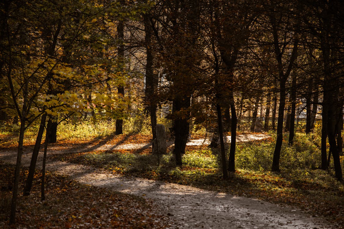Walkers on a woodland path at Rising Sun Country Park in autumn